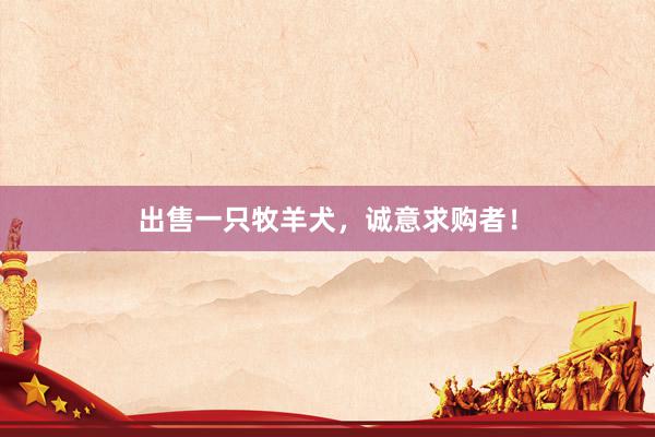 出售一只牧羊犬，诚意求购者！